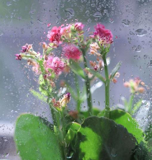 梅雨季节，养花怎么做？