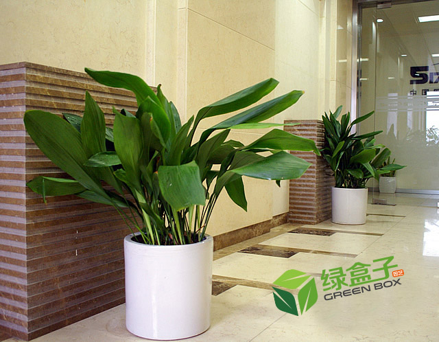 5173.com植物花卉租赁养护服务欣赏
