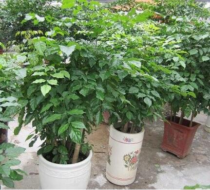 重庆绿植租赁室内租摆植物绿宝树应注意哪些方面