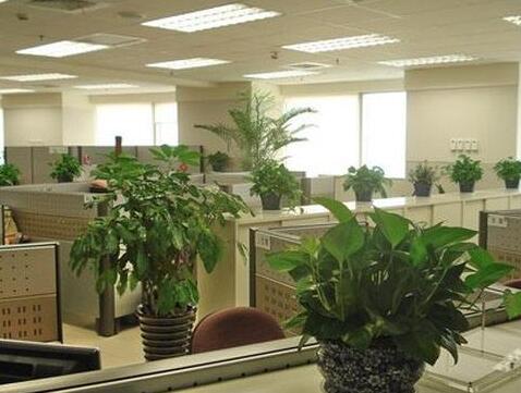 植物租赁行业竞争越来越偏专业化