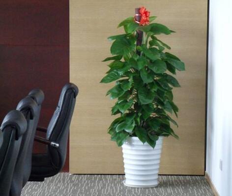 办公室风水植物有哪些?