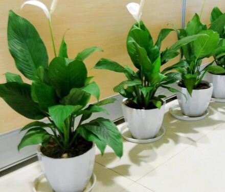 重庆植物租赁，绿化对人们的重要性