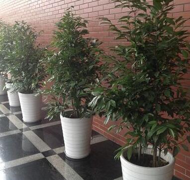 重庆植物租赁，绿化对人们的重要性