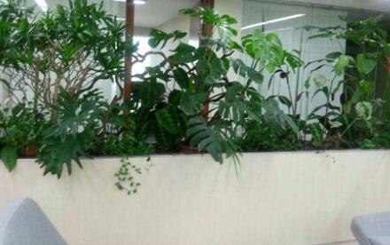 重庆地区办公室植物租赁一个月花费多少钱
