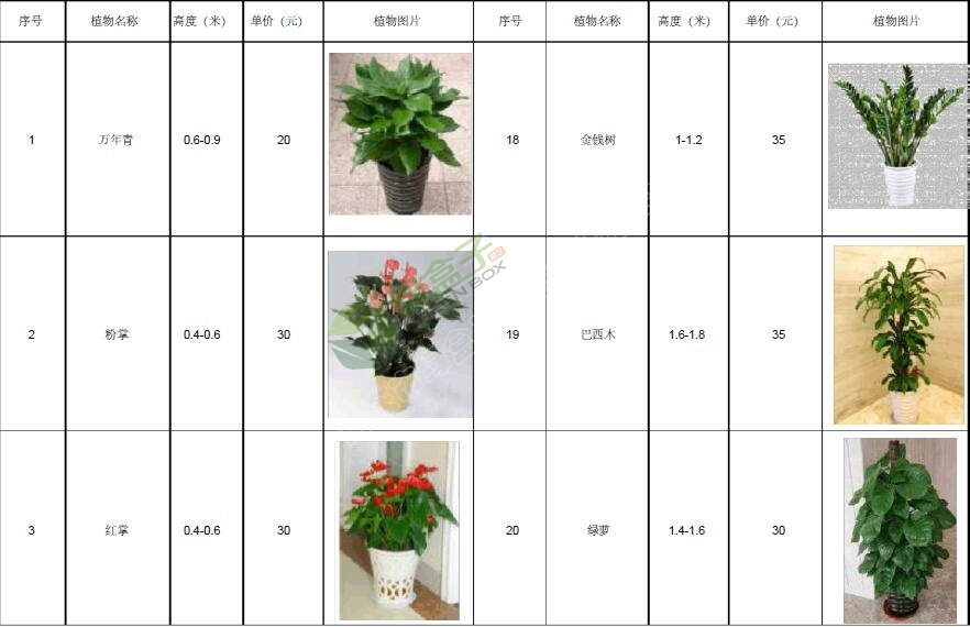 植物租赁价格明细表