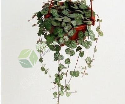 植物租赁.jpg